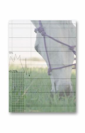 Grazing white horse wearing purple halter in pasture, with translucent line and bar chart overlay