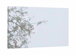 Displaying green jasmine-like vine climbing balcony wall, blooming white star flowers, copy space