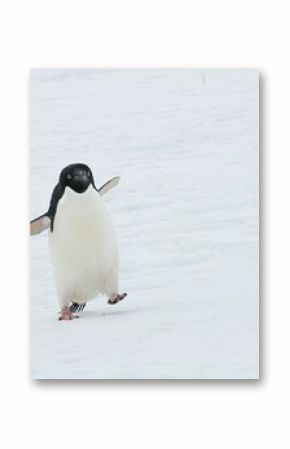 Closeup shot of a cute Adelie penguin walking on ice floe