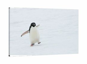 Closeup shot of a cute Adelie penguin walking on ice floe