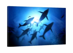 Humpback Whale Migration