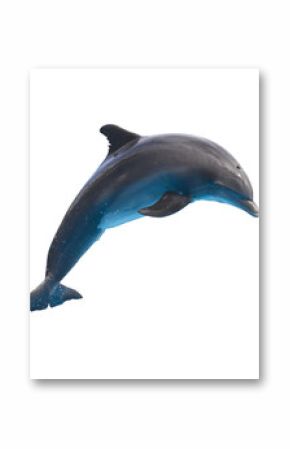 jumping dolphin on white