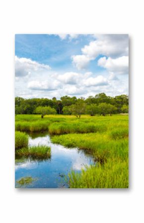 Florida wetland