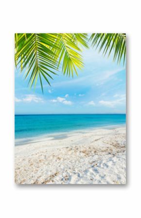Palm tree over a tropical beach