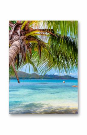 Palm tree on tropical island and turquoise sea.  Summer vacation and travel concept.  