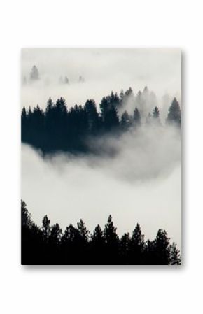 Green-leafed pine trees under white fogs