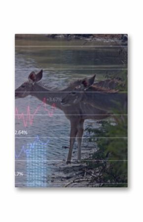Drinking lake water, two moose bending necks at lake shore with shrubs and financial chart overlay