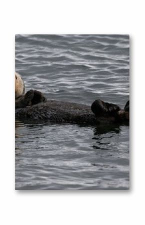 Sea otter lying on its back in the sea close to Adak islands