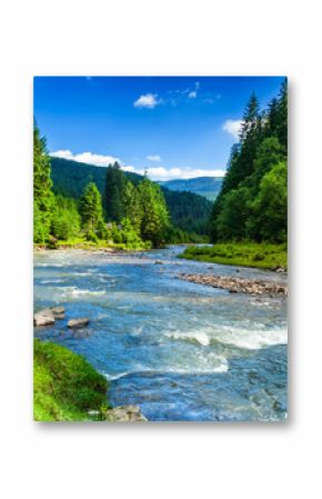 Mountain river in spruce forest