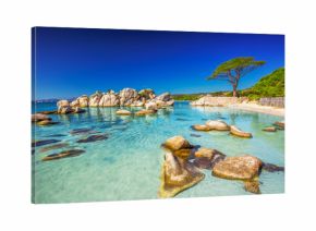 Pine tree on Palombaggia beach, Corsica, France