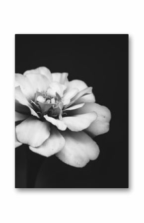 White flower on a black background