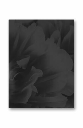 Tulip on a textured background. Condolence card. Empty place for emotional, sentimental text or quote. Black and white image