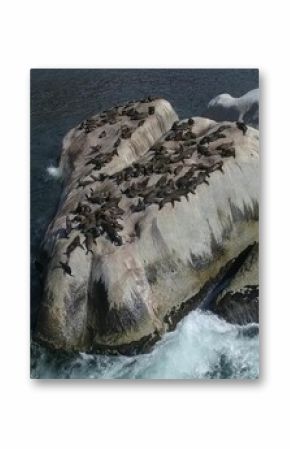 High angle view of seals resting on rocks