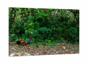 Rooster and chicken at the beach in Cabo Rojo Puerto Rico 