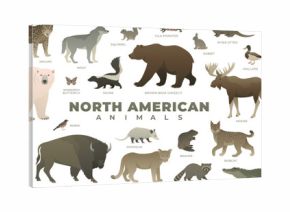 North American animals set. Including bison, polar bear, grizzly, jaguar, alligator, moose, raccoon. Vector illustration of wildlife. Wild animal collection isolated on white background.