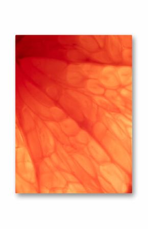 Micro close up of sliced red grapefruit and copy space