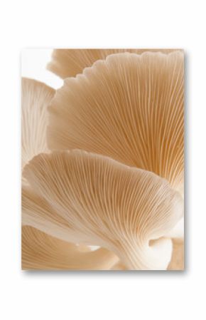 Organic Mushroom