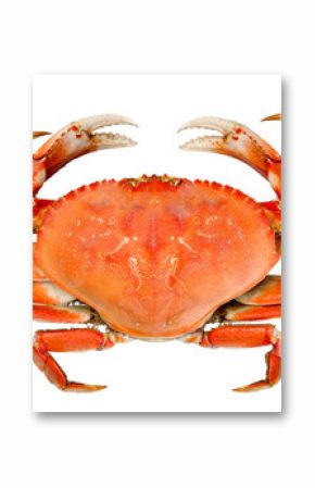 Isolated Whole Dungeness Crab