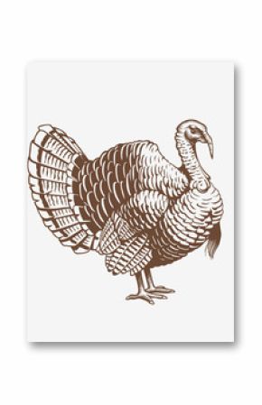 Turkey hand drawn illustration in engraving or woodcut style. Gobbler meat and eggs vintage produce elements. Badges and design elements for the turkeycock manufacturing. Vector illustration.