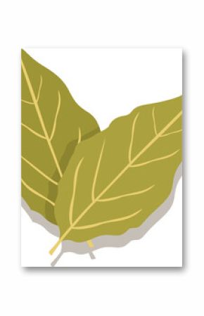 Pair of olive-green leaves are overlapping in flat design on transparent background with pale veins
