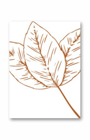 Flat art showing three overlapping leaves with orange outlines, hatching on transparent backdrop