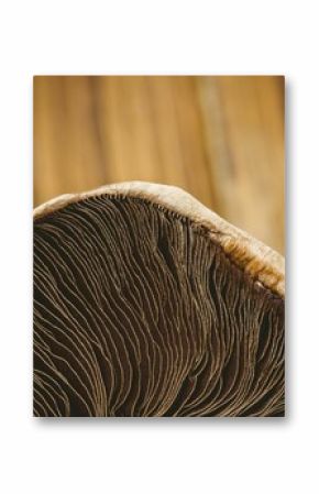 Fresh mushroom on wooden background