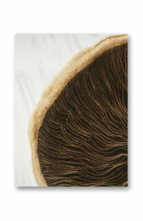Fresh mushroom on wooden table