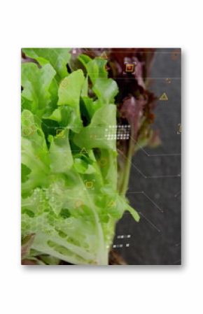 Showcasing green and red leaf lettuce on kitchen countertop with hexagon grid overlay, copy space