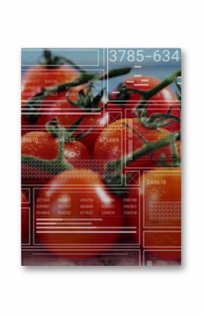 Showing vine-ripened tomatoes hanging on green vine at studio bench, with digital interface overlay