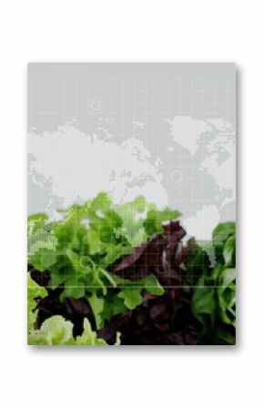Arranging lettuce heads and cherry tomatoes on wooden countertop in studio, with map grid overlay