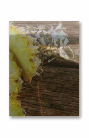 Displaying sliced pineapple and leafy crown lying on rustic wooden deck with sunlit reflections