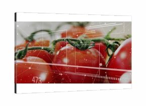 Showing ripe red tomatoes on vine with droplets in closeup with digital overlay showing data stats