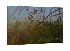 Featuring slender dried stems intertwining with fresh green grass in meadow, with seed pods