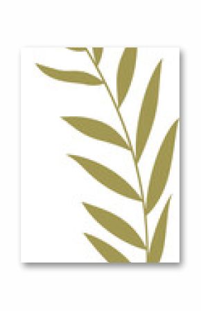 Flat botanical illustration is showing slender branch with pointed leaves on transparent background