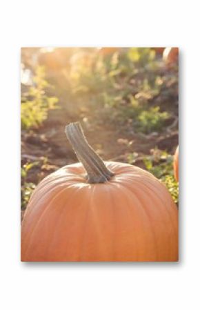 Close-up of pumpkin on field