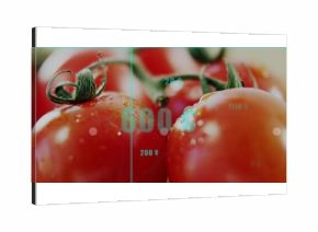Highlighting red tomatoes showing water droplets on green stems in studio, with numeric overlay