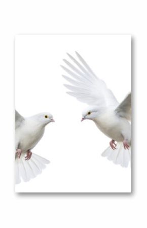 PNG Wedding doves animal pigeon flying