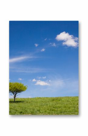 Samotne drzewo na tle błękitnego nieba.