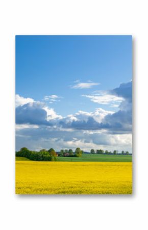 Rzepak - żółte kwiaty rzepaku - krajobraz rolniczy, Polska, Warmia i mazury