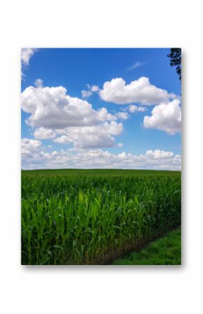 Pole dojrzewającej kukurydzy i błękitne niebo