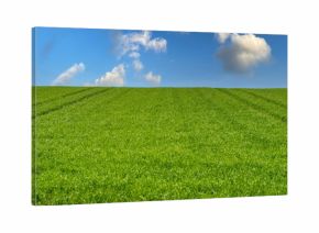 Piękny wiosenny widok zielona trawa i niebieskie niebo