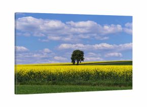 Pola rzepaków i samotne drzewo, Piękne niebo z chmurami.