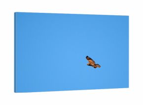 Lecący myszołów po bezchmurnym niebie 