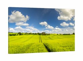 wiosenne pole,zielone zboże,zielone drzewka,błękitne niebo