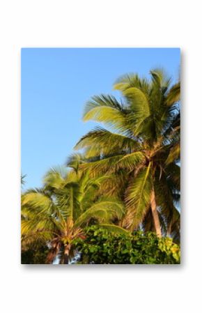 Palm