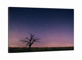 samotne drzewo nocą i niebo z gwiazdami