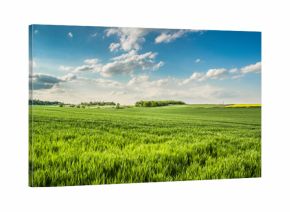 Polskie zielone pole z niebieskim niebem z chmurami , krajobraz , lato
