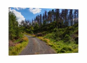 Szlak turystyczny w lesie