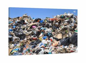 Garbage and seagulls