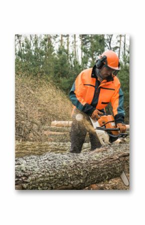 Forestry worker with chainsaw is sawing a log. Process of loggin